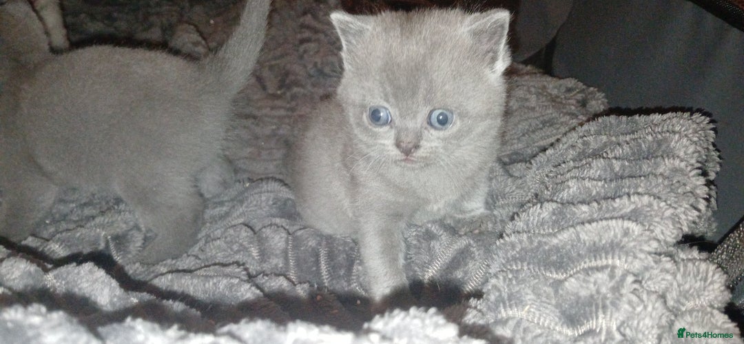 British Shorthair cats for sale: Pedigree British shorthair - Advert 16