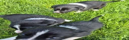Border Collie dogs for sale: Border collie pups looking for new home - Advert 5