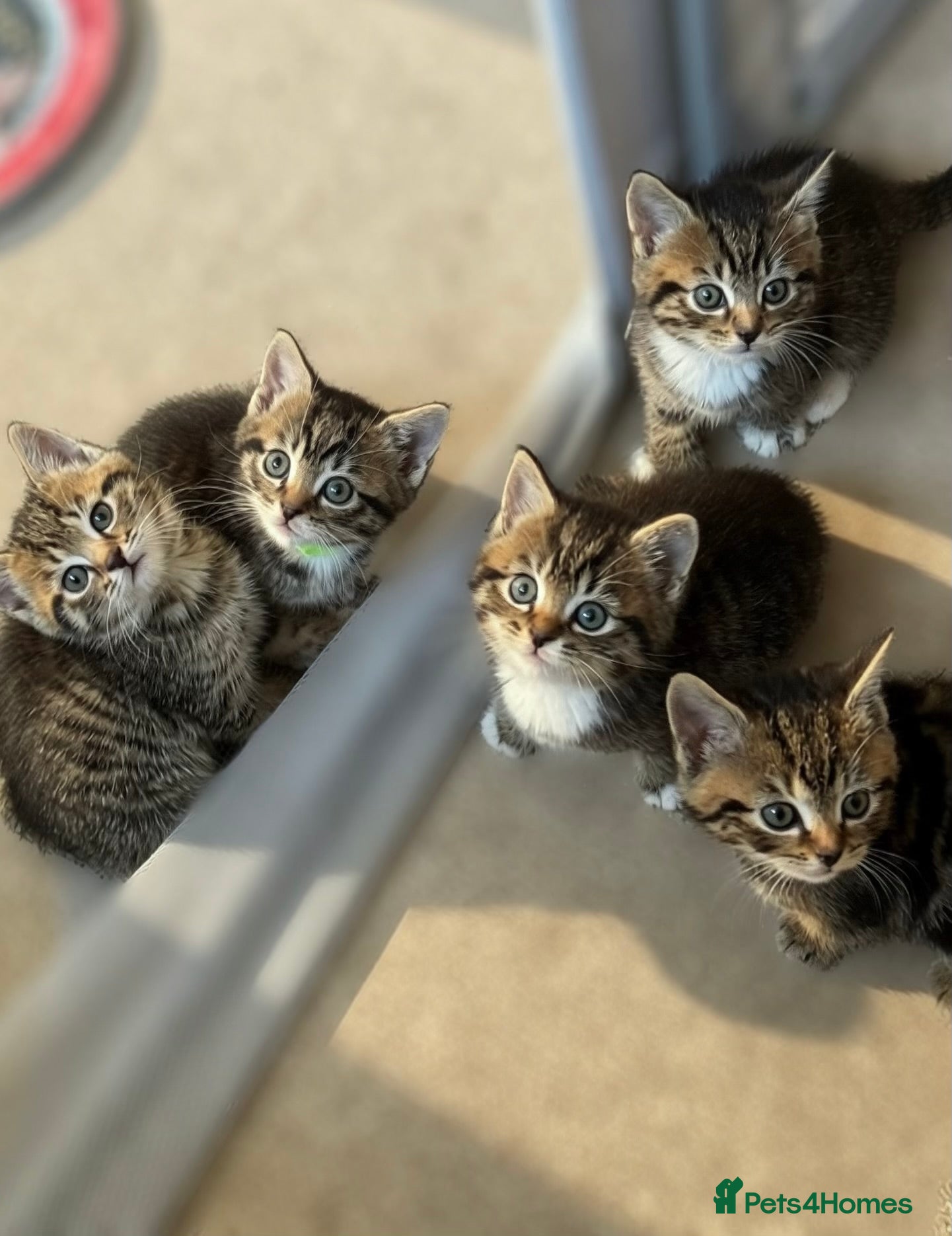 Mixed Breed cats Pretty Kittens For Sale - Advert 1