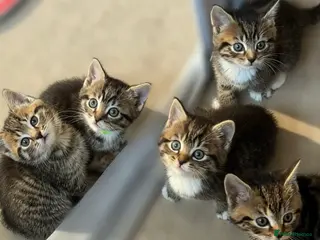 Mixed Breed cats Pretty Kittens For Sale - Advert 7