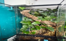 Gecko reptiles for sale: Male Crested Gecko Dalmatian with full setup - Image 3
