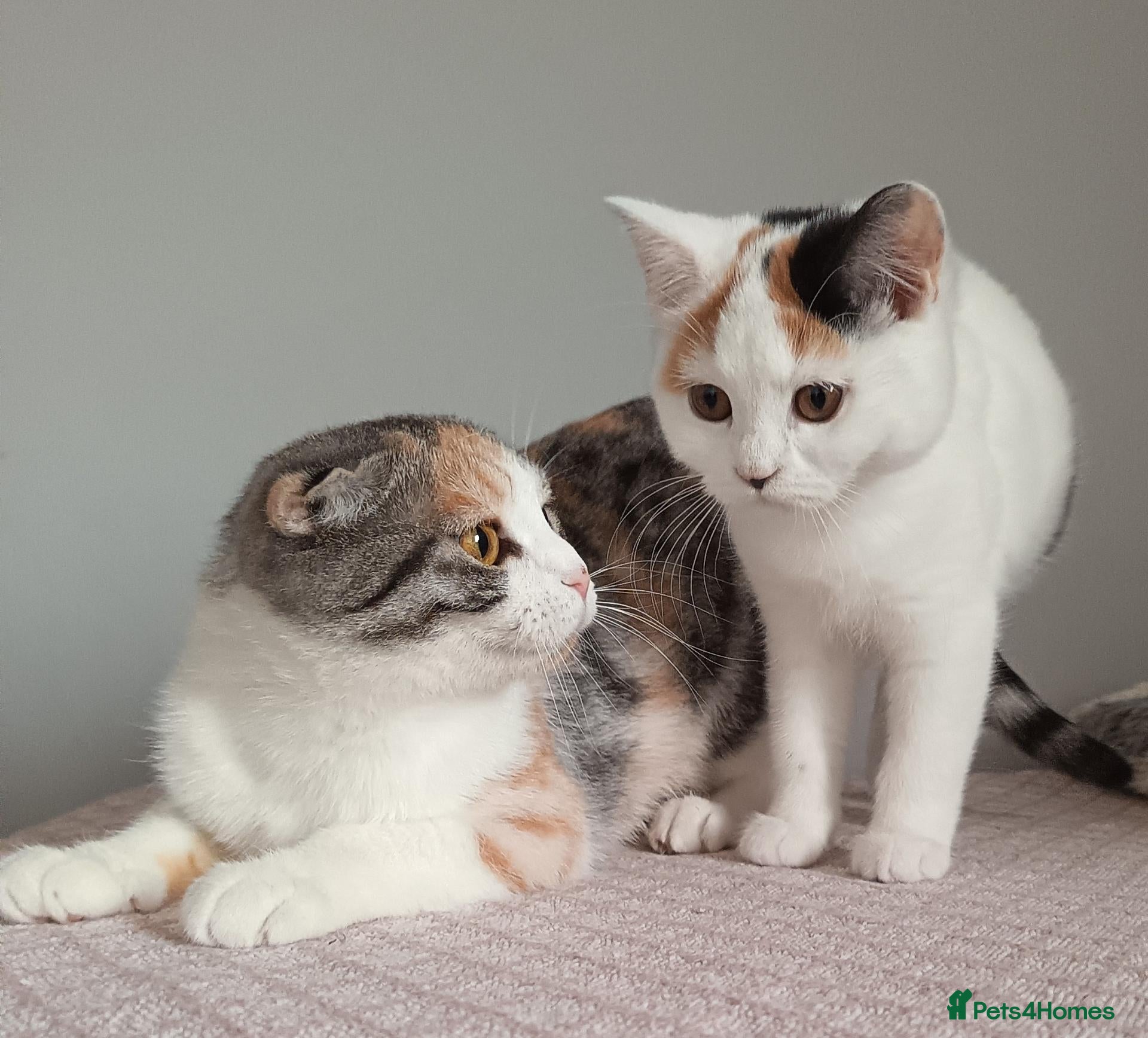 Scottish Fold cats for sale: Wonderful Boy and Girl - Advert 4