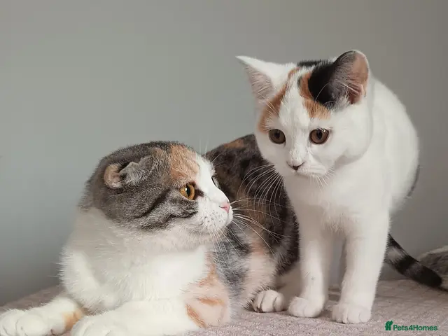 Scottish Fold cats for sale: Wonderful Boy and Girl - Advert 4