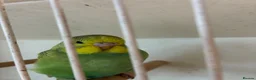Budgerigars birds for sale: Baby budgies for sale Wigan  - Advert 13