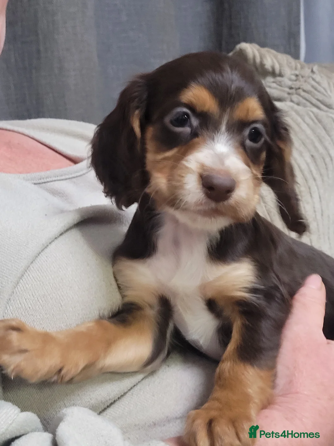 Cocker Spaniel dogs for sale: KC registered Working Cocker Spaniel puppies.  - Advert 7