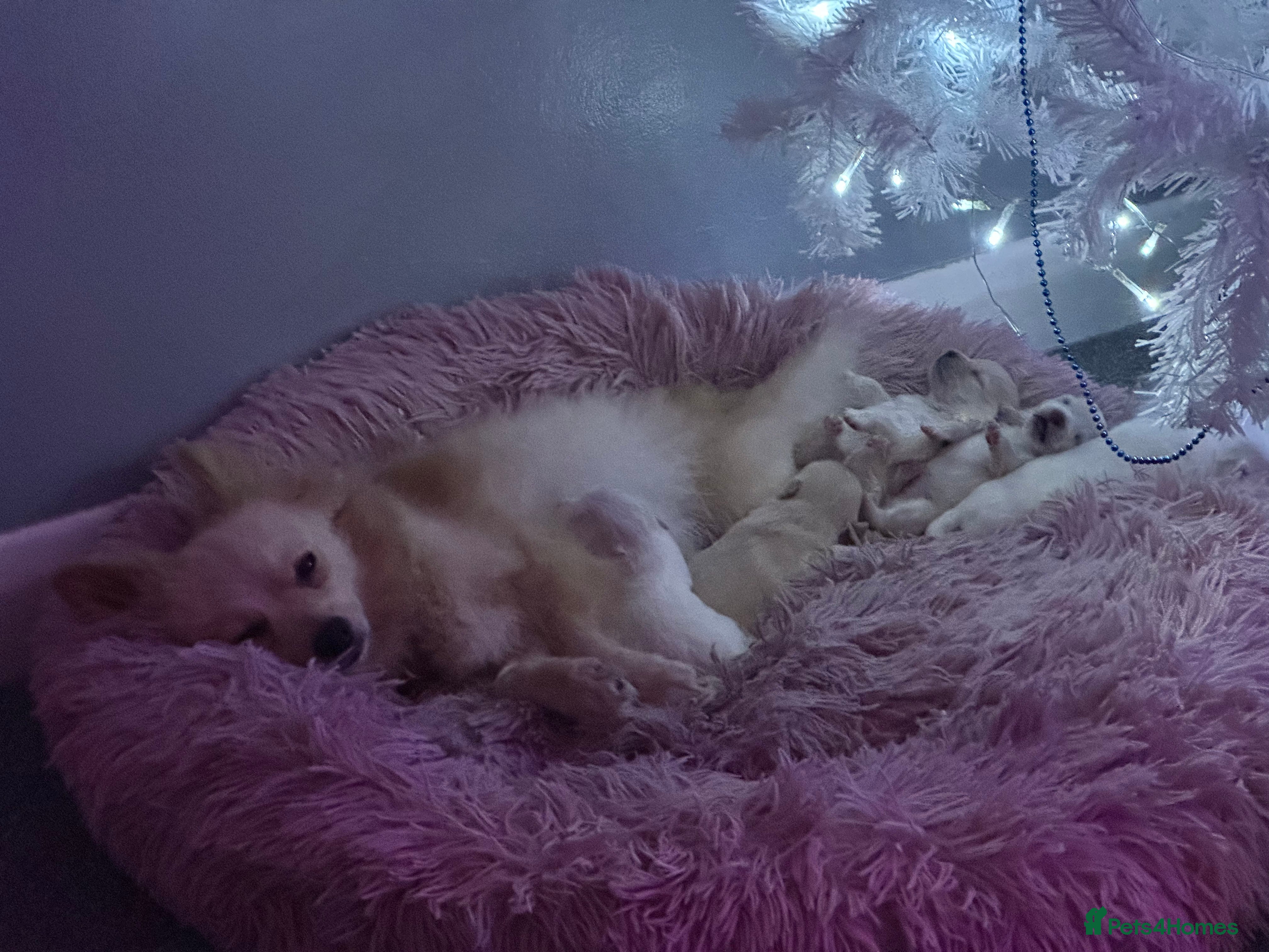 Pomeranian dogs Beautiful Pedigree Pomeranian Puppies - Advert 4