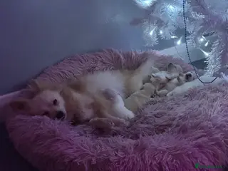 Pomeranian dogs Beautiful Pedigree Pomeranian Puppies - Advert 4