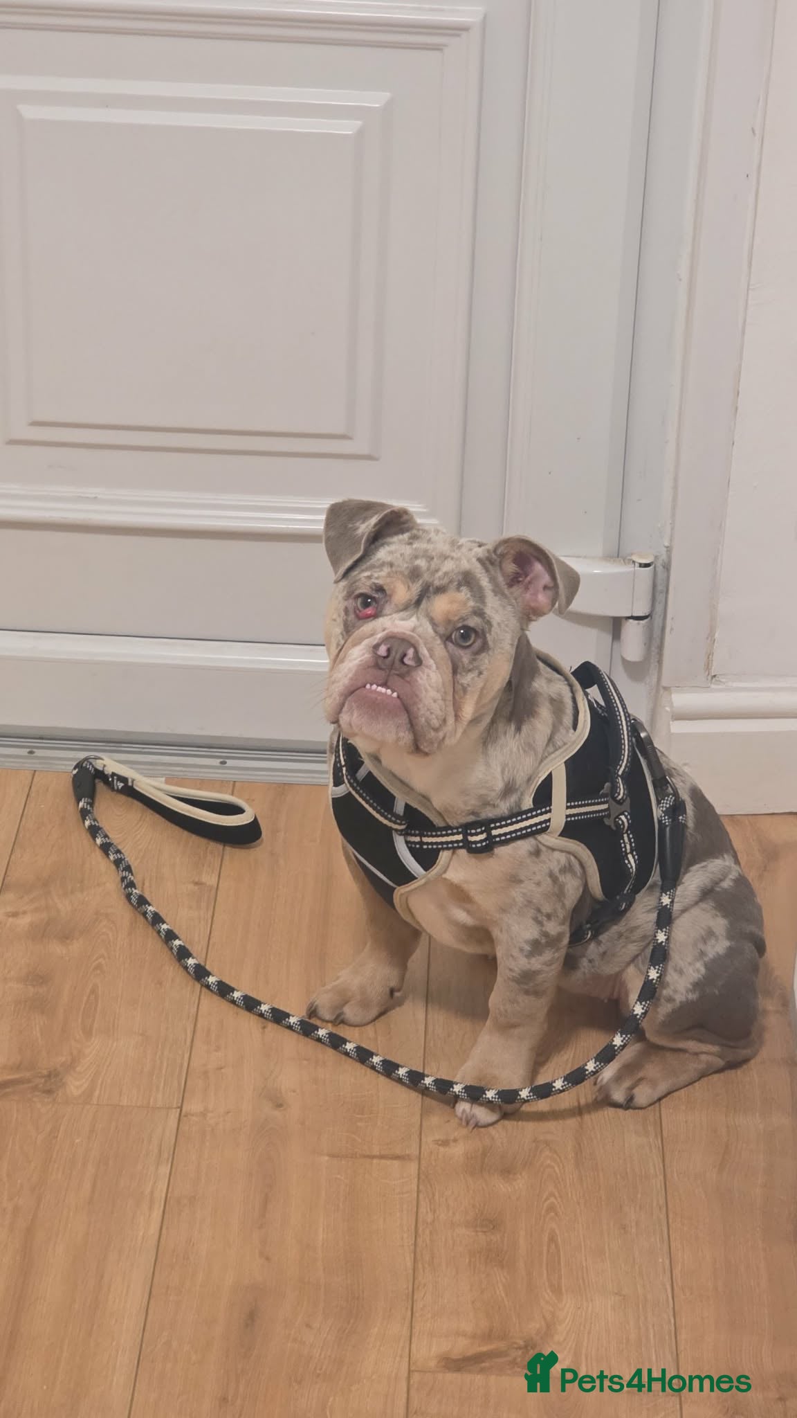 English Bulldog dogs Narla - Advert 1
