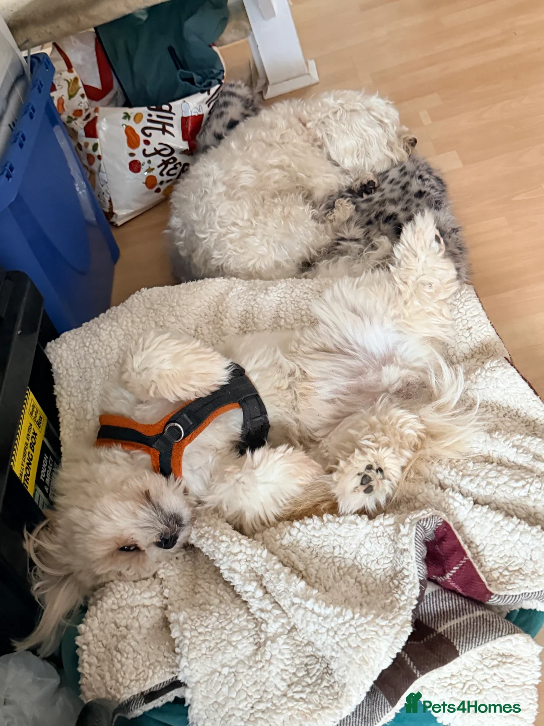 Lhasa Apso dogs for stud: STUD - Lhasa Apso - Randy Ronnie!  - Advert 5