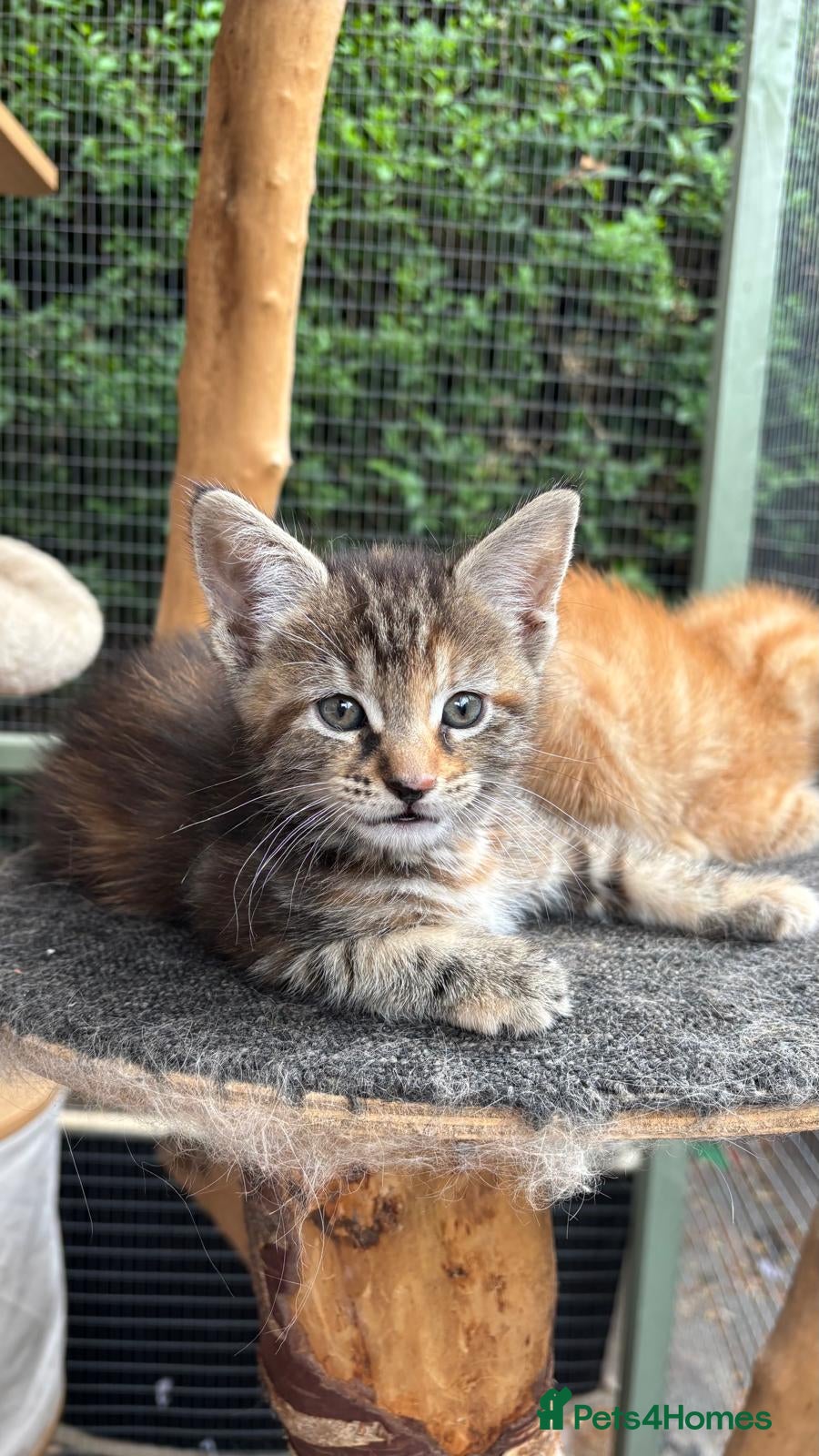 Maine Coon cats Maine Coon Kittens - Advert 2