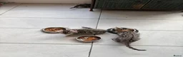 Bengal cats for sale: Quality kittens Bengal for sale in Harrow - Advert 9