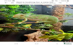 Chameleon reptiles for sale: 2 year old female chameleon  - Image 4