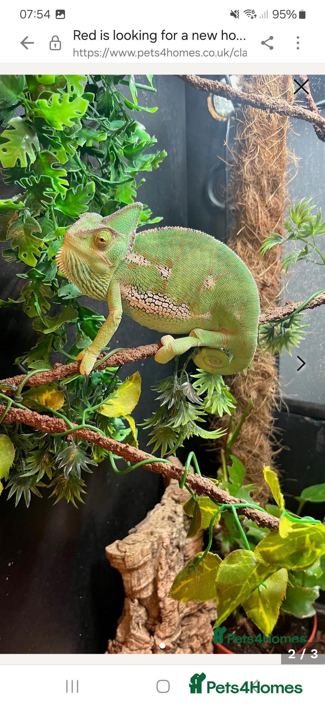 Chameleon reptiles for sale: 2 year old female chameleon  - Image 4