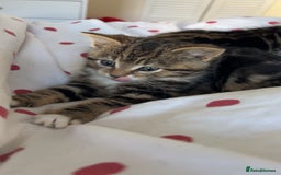 Bengal cats for sale: Bengal X kittens - Image 20