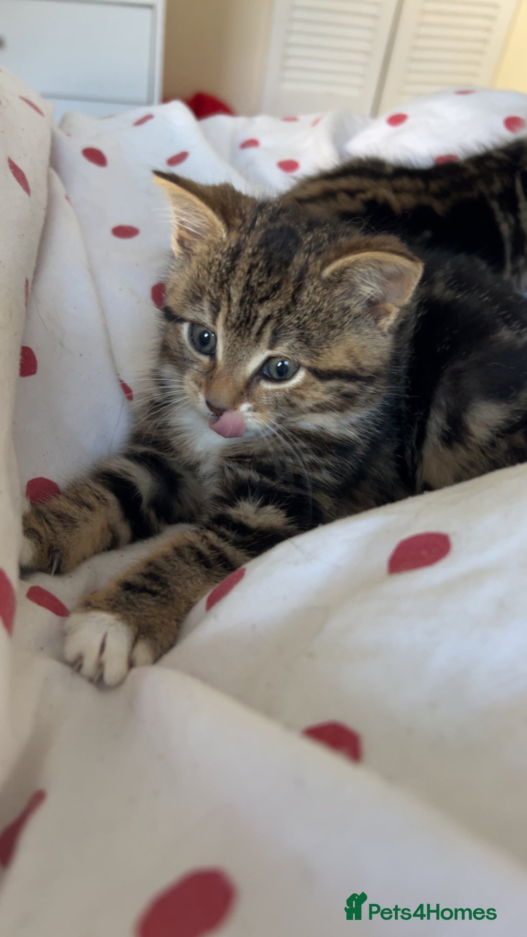 Bengal cats for sale: Bengal X kittens - Image 20