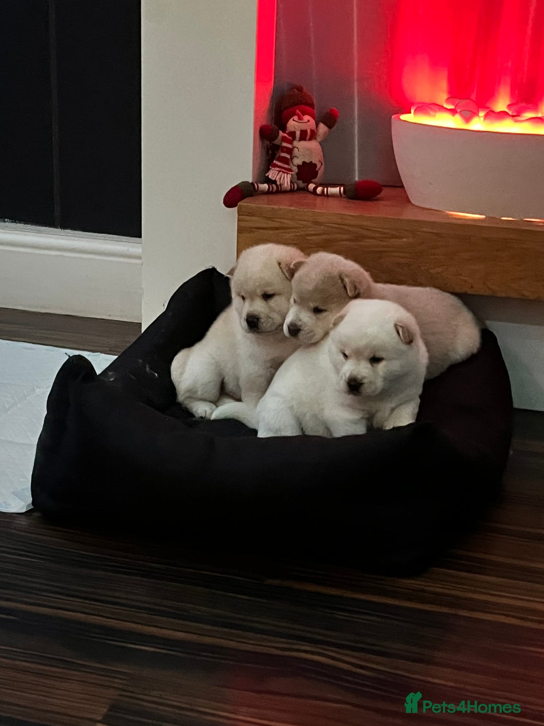 Siberian Husky dogs for sale: 3 fluffy chowski’s  - Advert 16