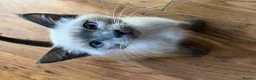 Oriental cats for sale: 7 RAGDOLL/SIAMESE KITTENS  - Advert 29