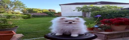 Pomeranian dogs for sale: Snowy boy  - Advert 2