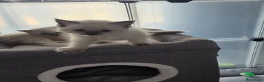 Ragdoll 2