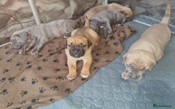 Cane Corso dogs for sale: Cane Corso Puppies in Wolverhampton - Image 15