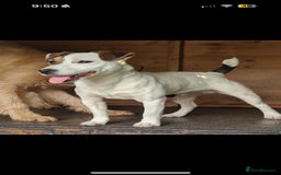 Jack Russell dogs for sale: jack Russell puppies for sell  - Image 17