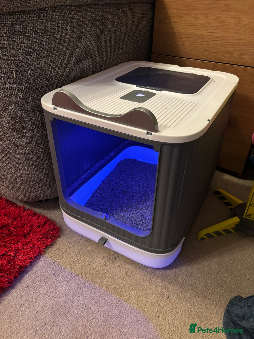 Mixed Breed cats for sale: Gorgeous green eyed 7 month old tabby kitten  - Advert 8