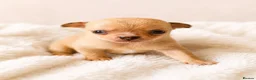 Chihuahua dogs for sale: Chihuahuas *Stunning Litter* Rare and Tiny - Advert 14