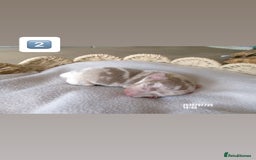 Miniature Dachshund dogs for sale: 5 miniature dachshunds for sale - Image 5
