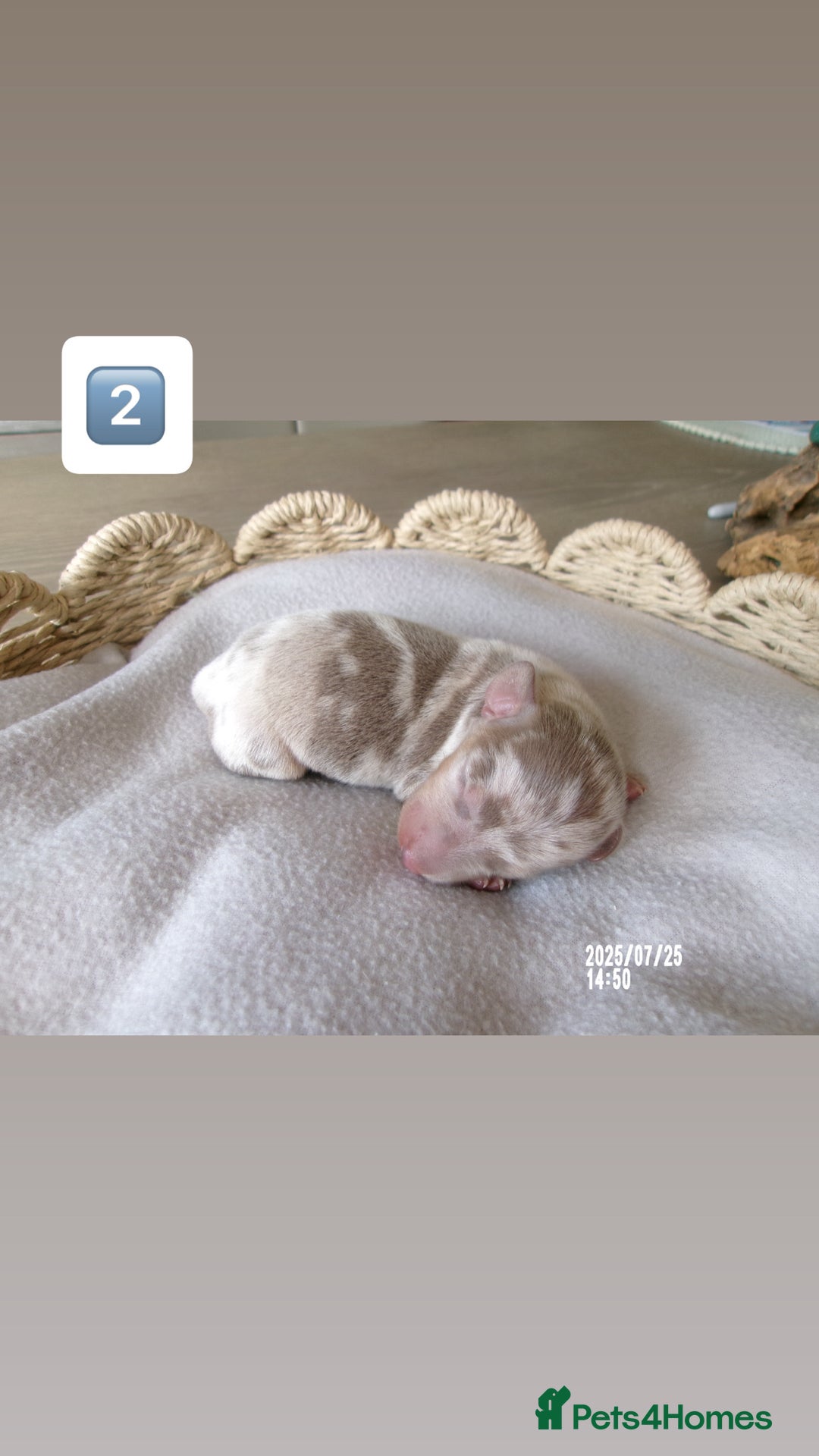 Miniature Dachshund dogs for sale: 5 miniature dachshunds for sale - Image 5