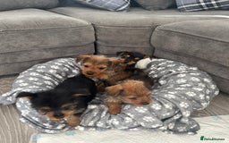 Mixed Breed dogs for sale: Yorkshire Terrier x jack Russel  - Image 6