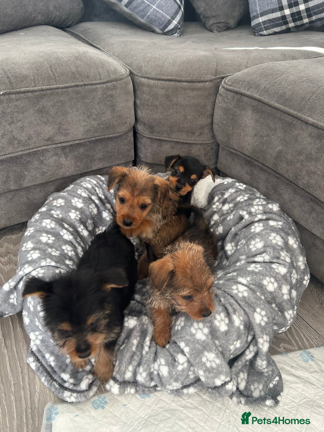 Mixed Breed dogs for sale: Yorkshire Terrier x jack Russel  - Image 6