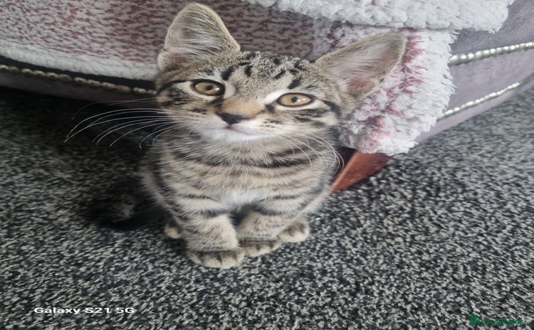 Domestic Shorthair cats - Advert 3