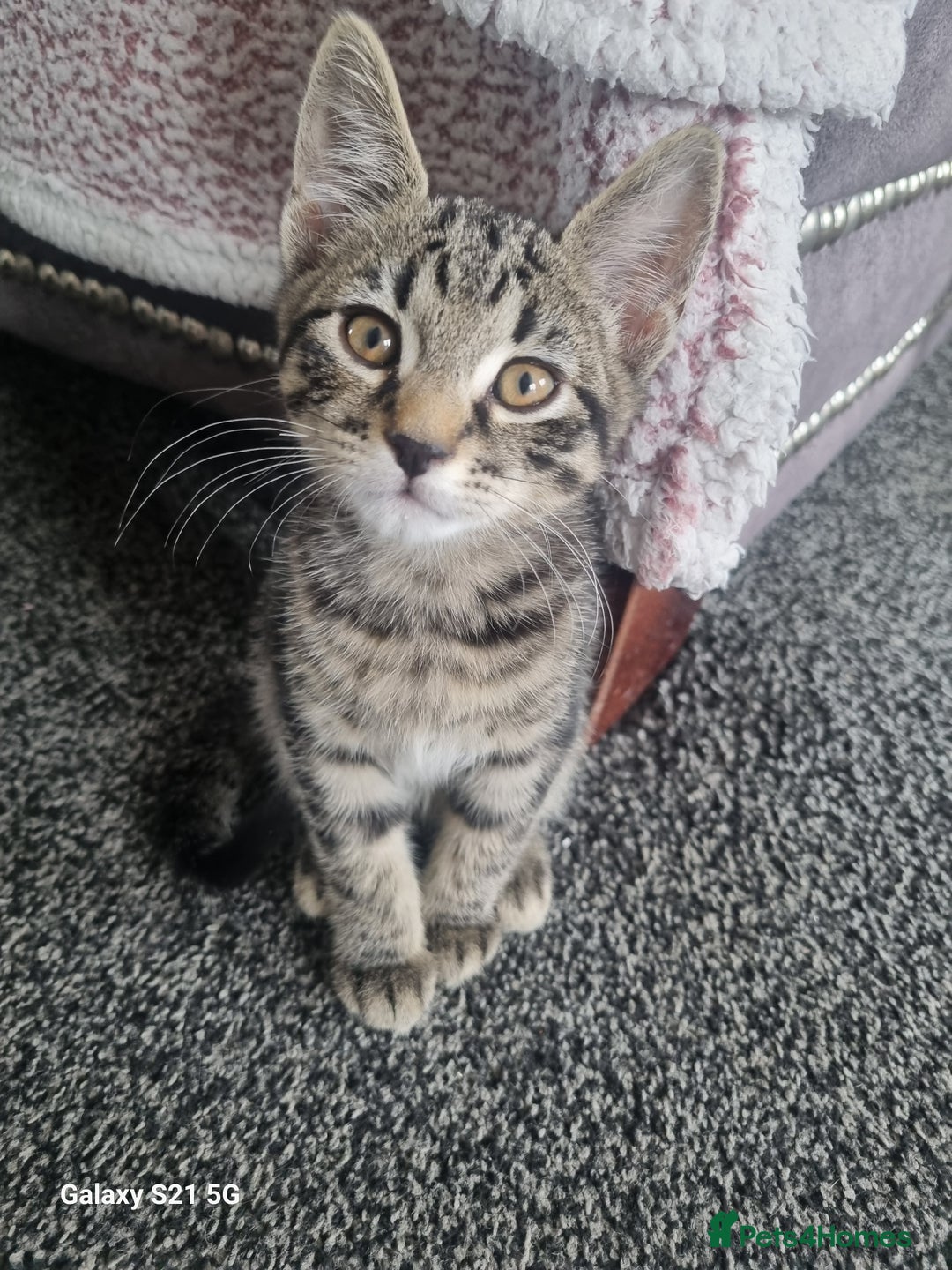 Domestic Shorthair cats for sale: three male kittens  - Image 1