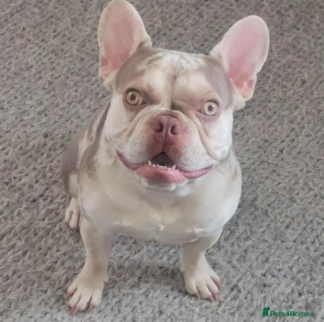 French Bulldog dogs for stud: Stud  - Advert 4