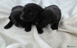 Labrador Retriever dogs for sale: 🐾 Adorable Black Labrador Puppies Ready Soon 🖤🐾 - Image 7