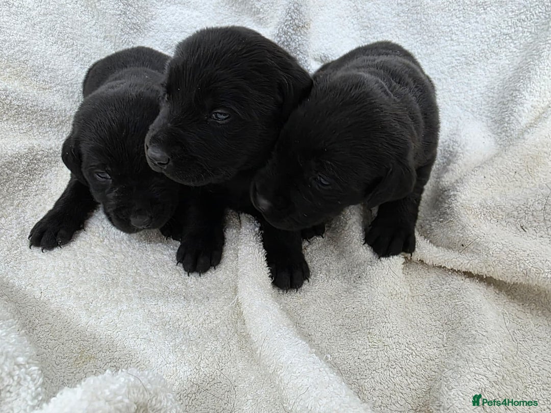 Labrador Retriever dogs for sale: 🐾 Adorable Black Labrador Puppies Ready Soon 🖤🐾 - Image 7