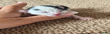 British Longhair Kitten 1