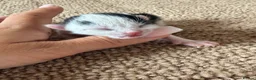 British Longhair cats for sale: British longhair kittens  - Advert 5
