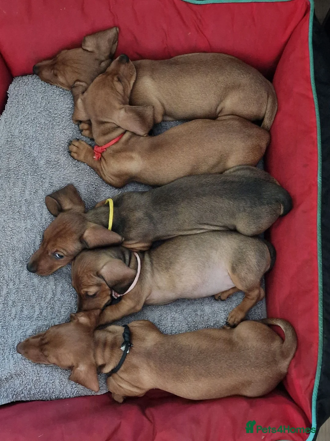 Miniature Dachshund dogs for sale: Stunning litter of Red miniature dachshunds - Advert 2