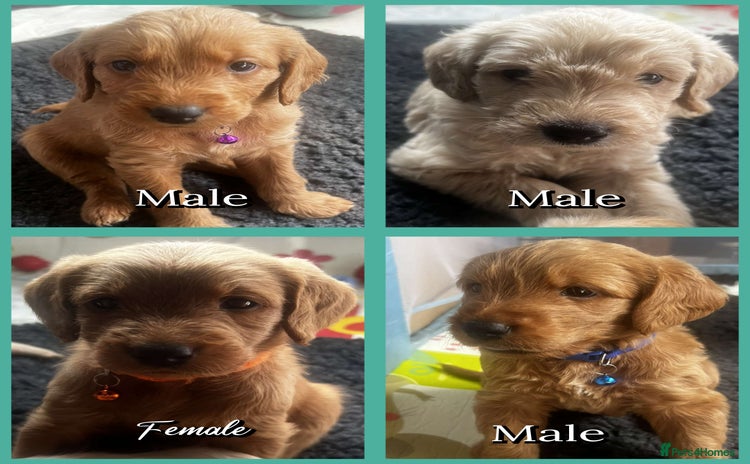 Labradoodle dogs - Advert 1