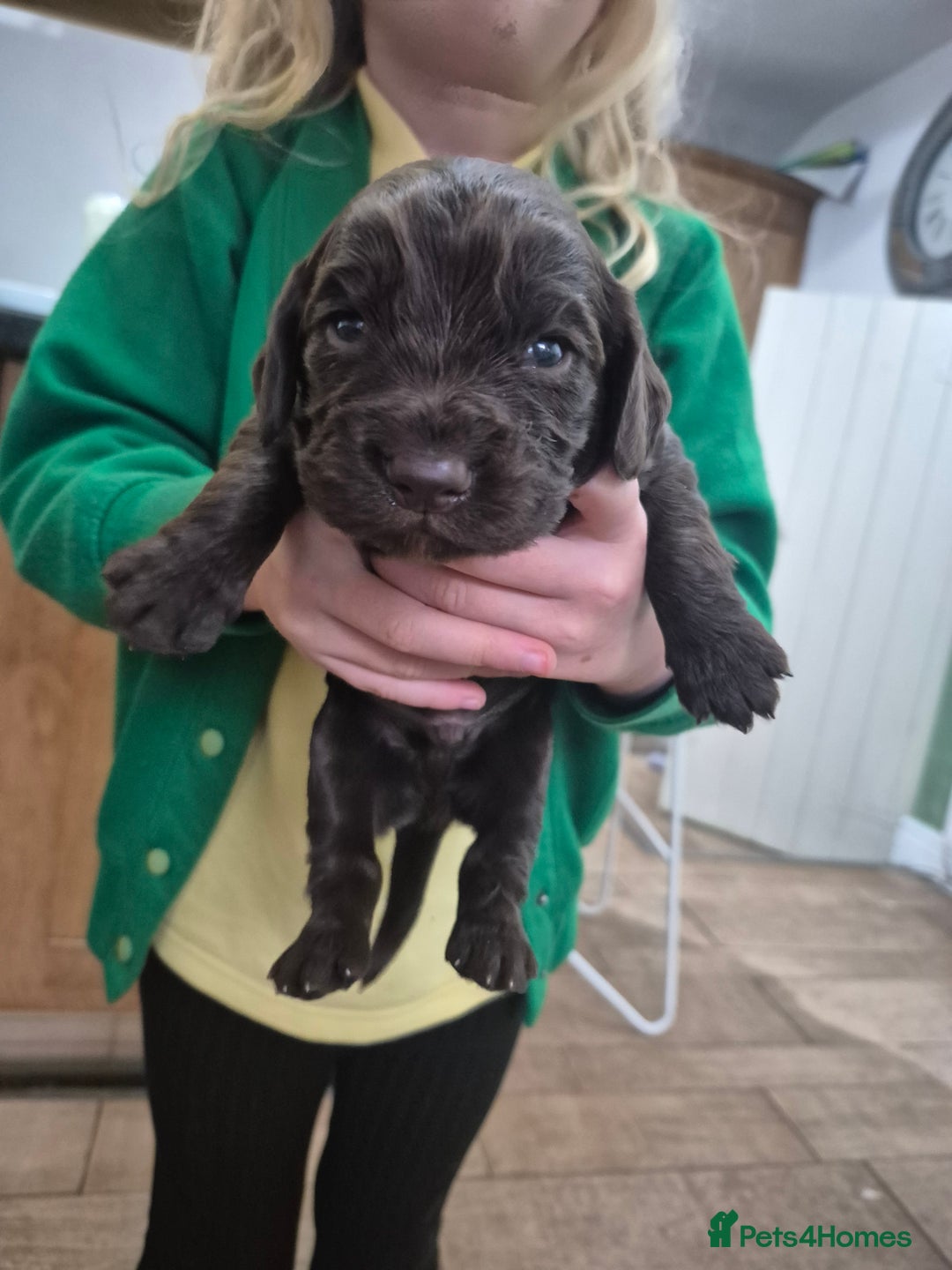Cocker Spaniel dogs for sale: Kc registered working cocker spaniels - Image 5