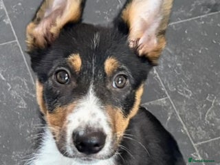 Border Collie dogs Male border collie - Advert 2