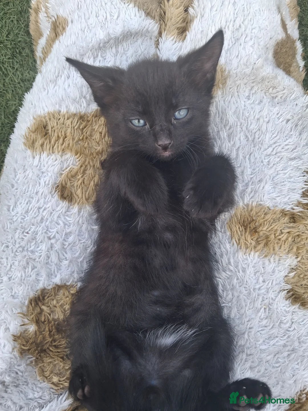 Mixed Breed cats for sale: Kittens - Advert 2