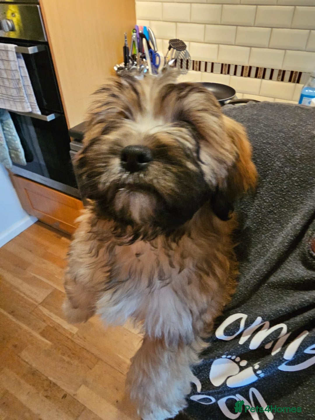 Mixed Breed dogs for sale: Cavapoo cross puppy  - Advert 9