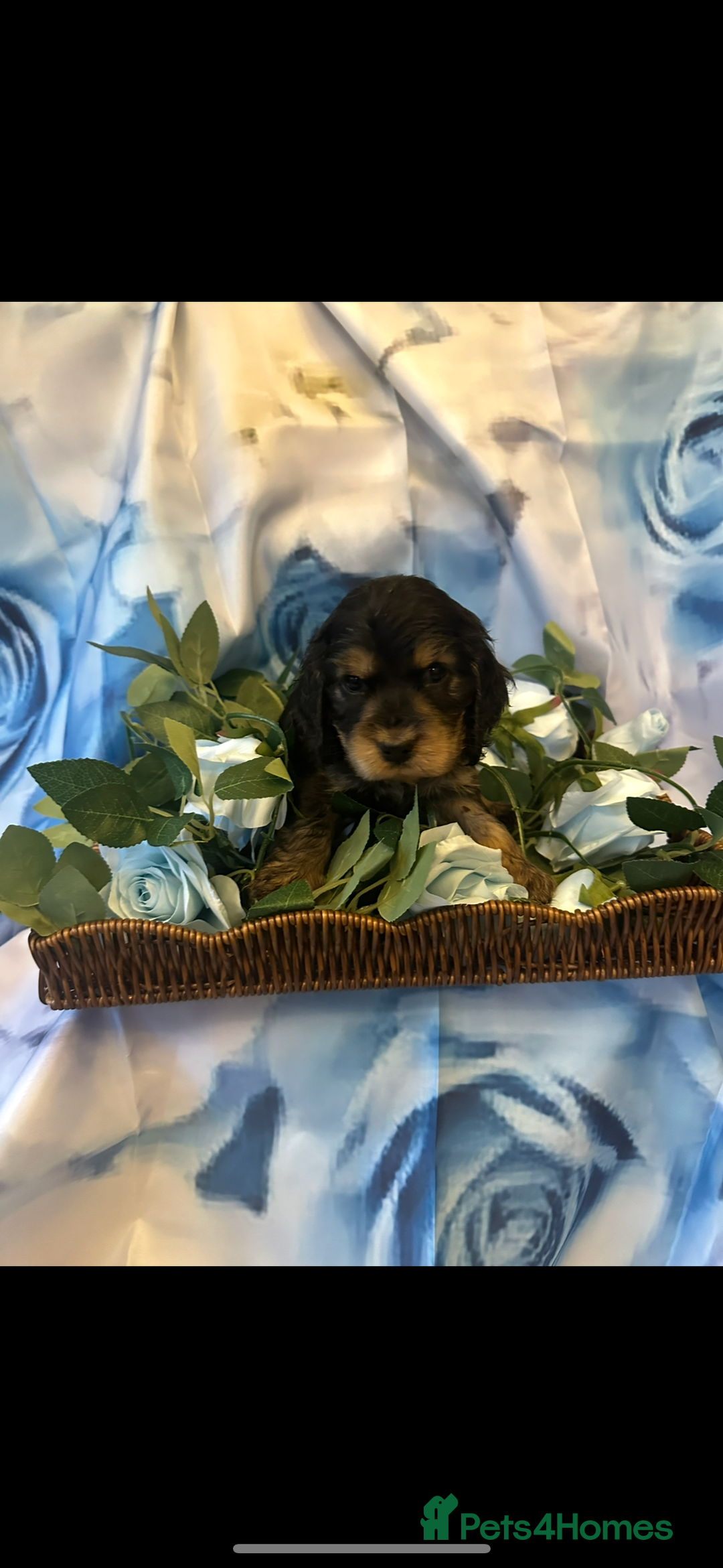 Cocker Spaniel dogs for sale: ⭐️⭐️⭐️⭐️⭐️5 star licenced breeder  cockerspaniels - Image 11
