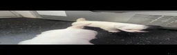 Jack Russell dogs for sale: Jack Russell puppy’s  - Advert 8