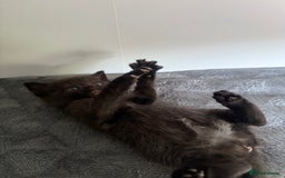 Ragdoll cats for sale: Beautiful Ragdoll X Kittens For Sale 🐾  - Image 13