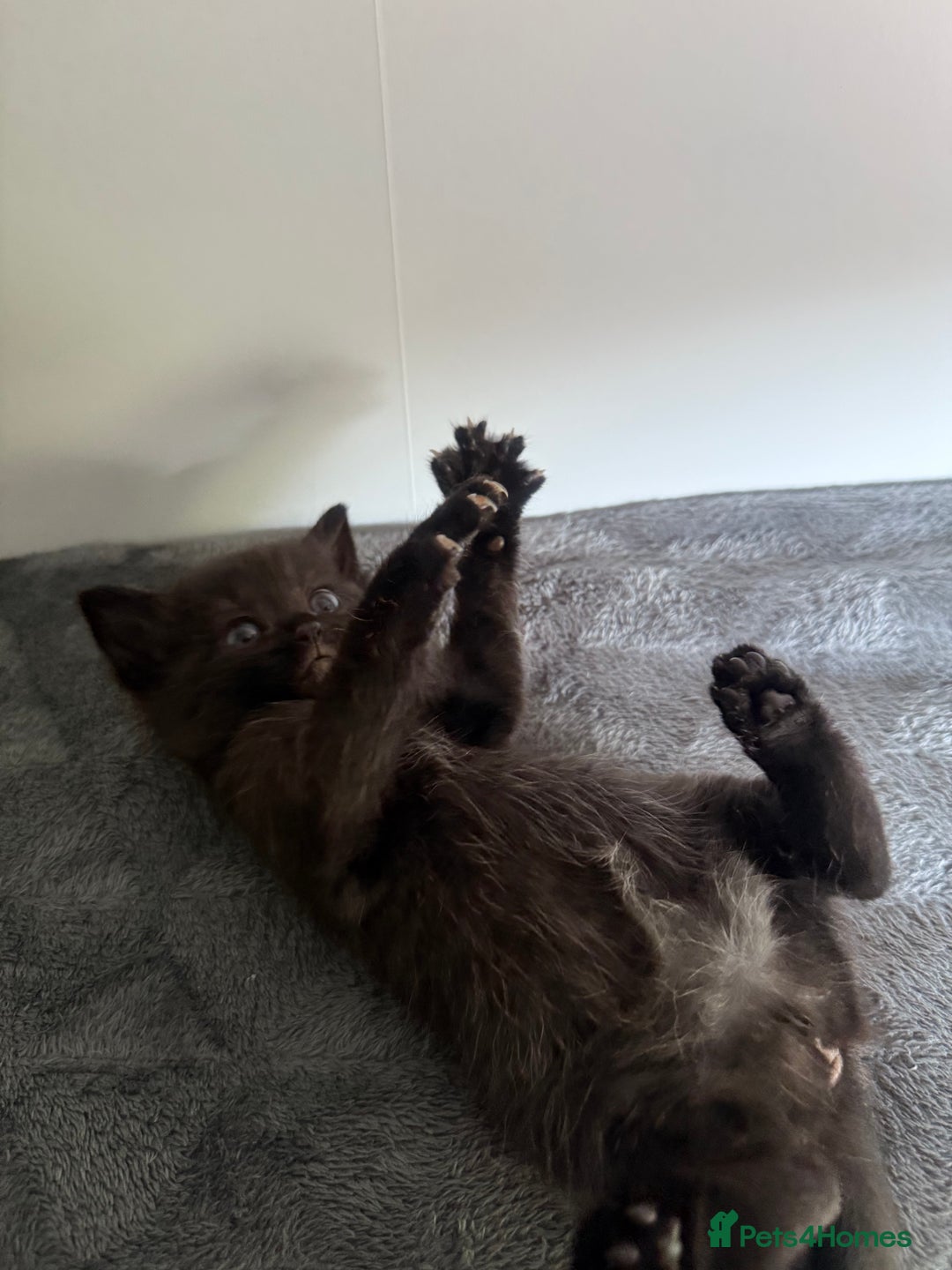 Ragdoll cats for sale: Beautiful Ragdoll X Kittens For Sale 🐾  - Image 13