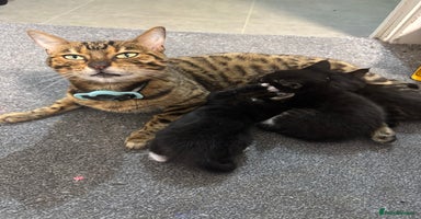 Maine Coon cats - Advert 2