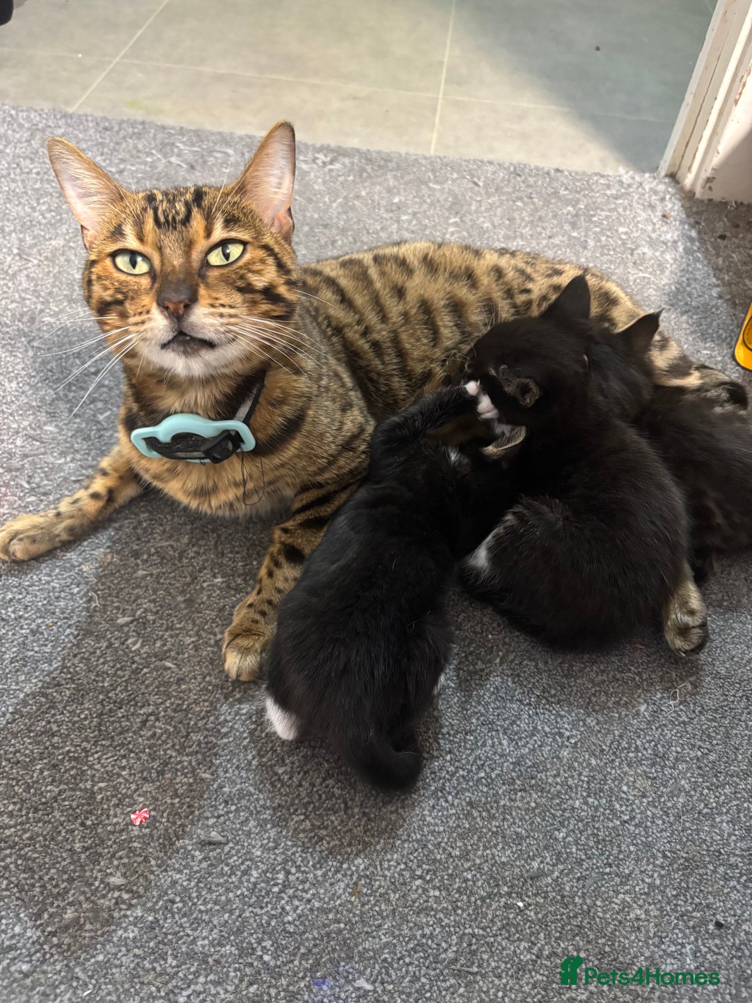 Maine Coon cats for sale: Super friendly fluffy Maine coon X Bengal kittens - Image 2